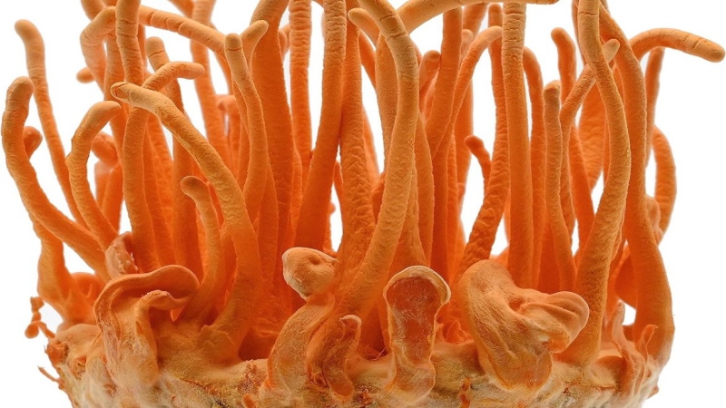 Cordyceps militaris extracts
